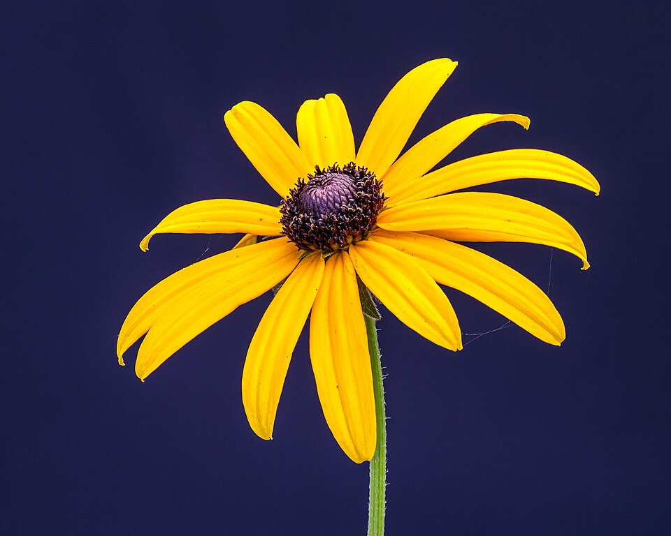 Rudbekie (třapatkovka)