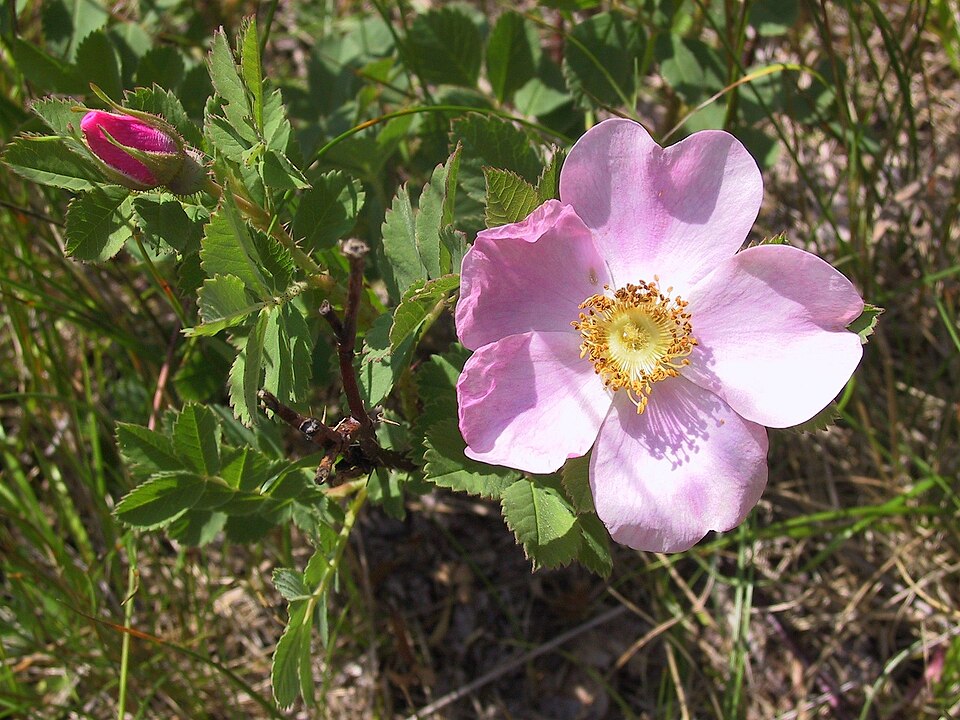 Růže vinná (Sweet Briar)