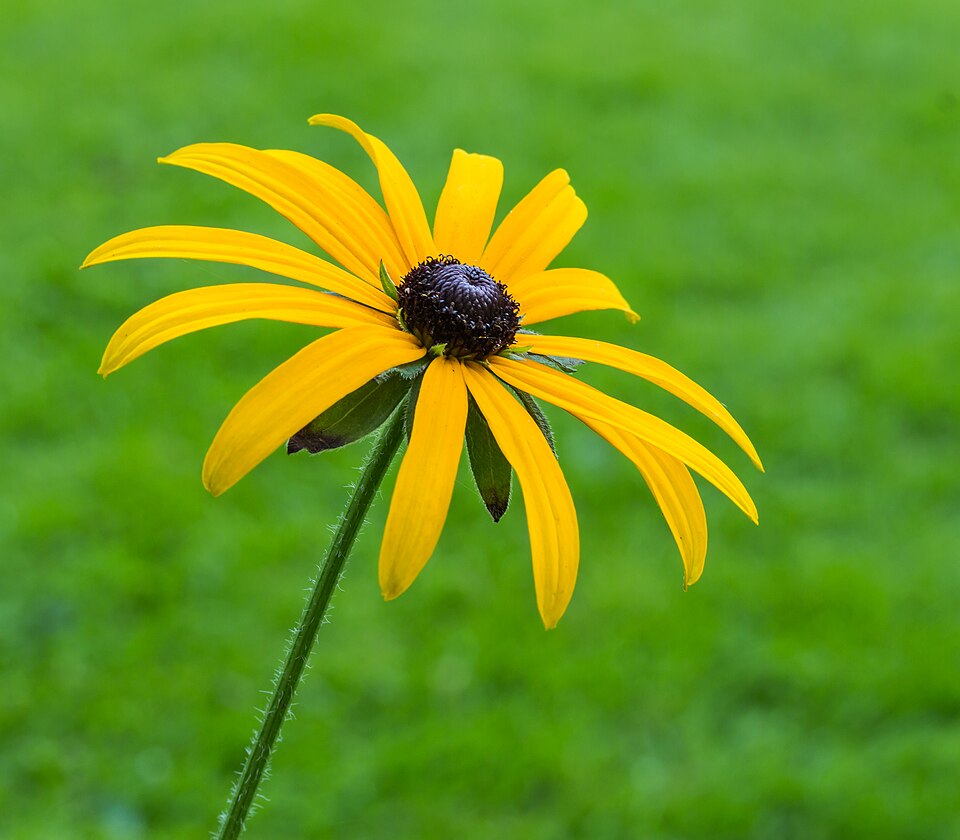 Rudbekie zářivá