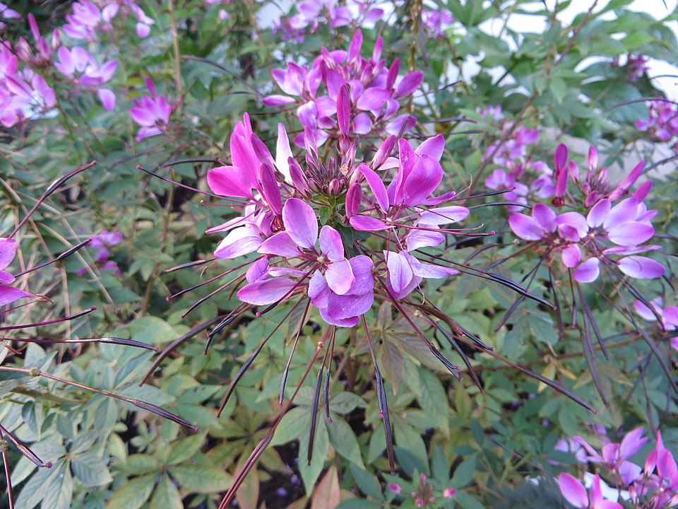 Balení srdcovka (Cleome)