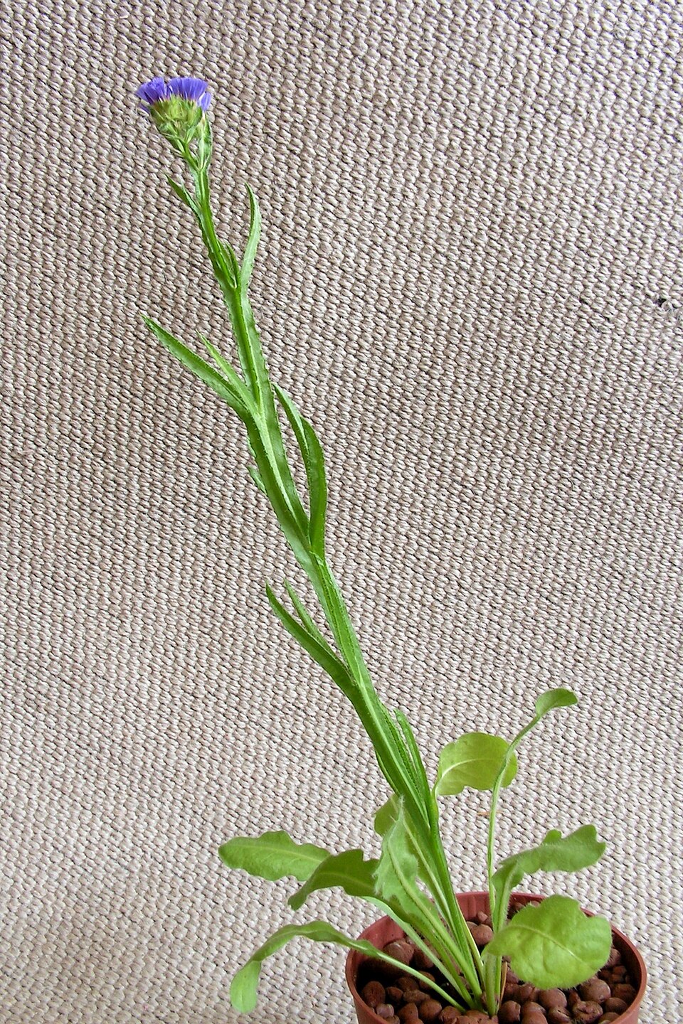 Statice (limonka) sinuata