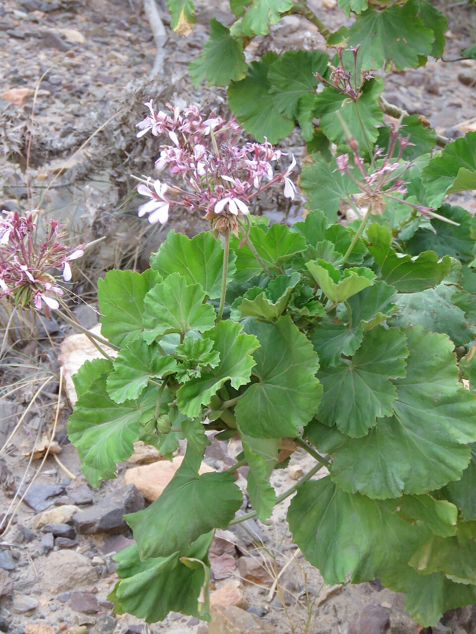 Muškát (pelargonie)