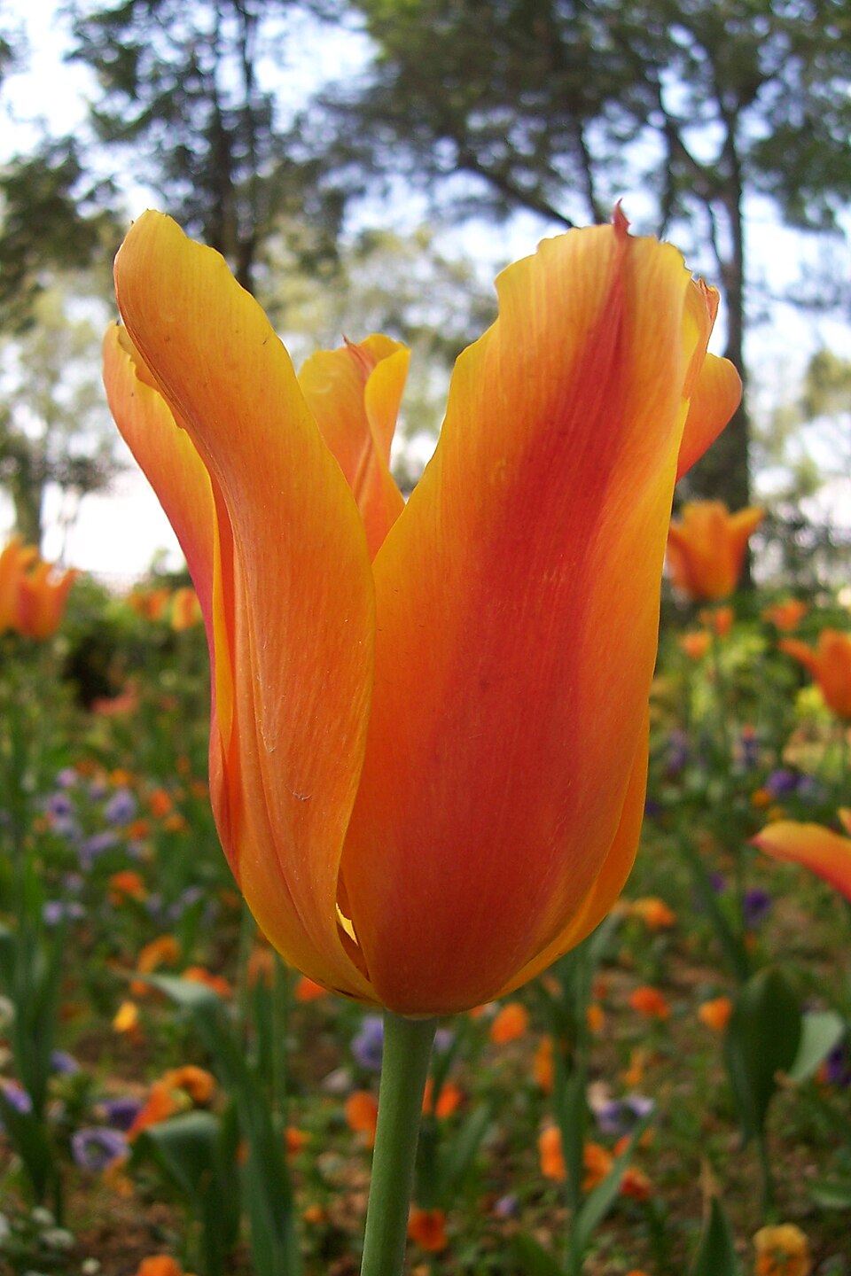 Tulipán Fosterův