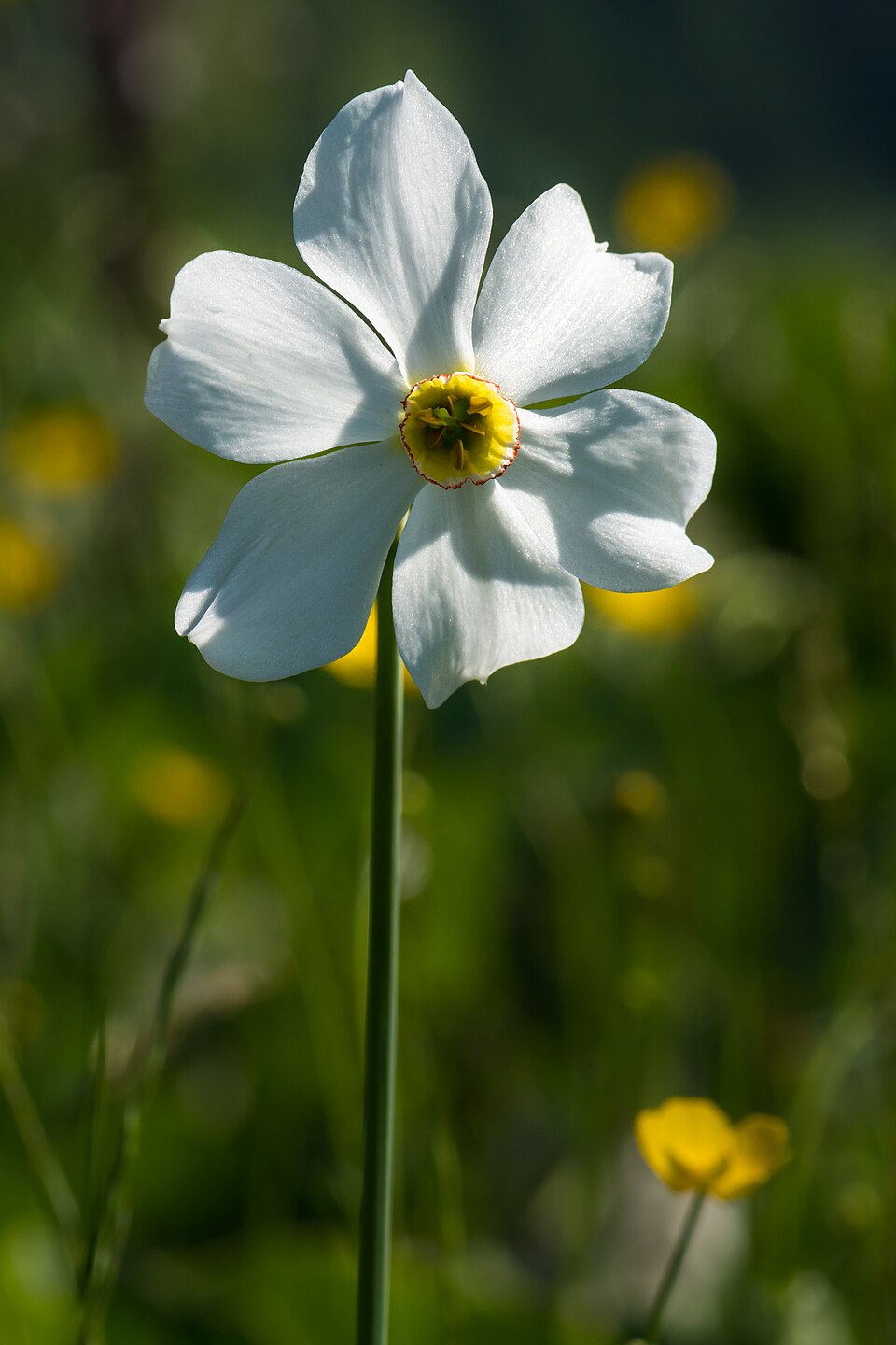 Narcis básnický