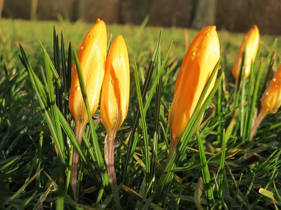 Krokus zlatožlutý