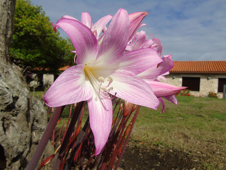 Amarylis Belladonna