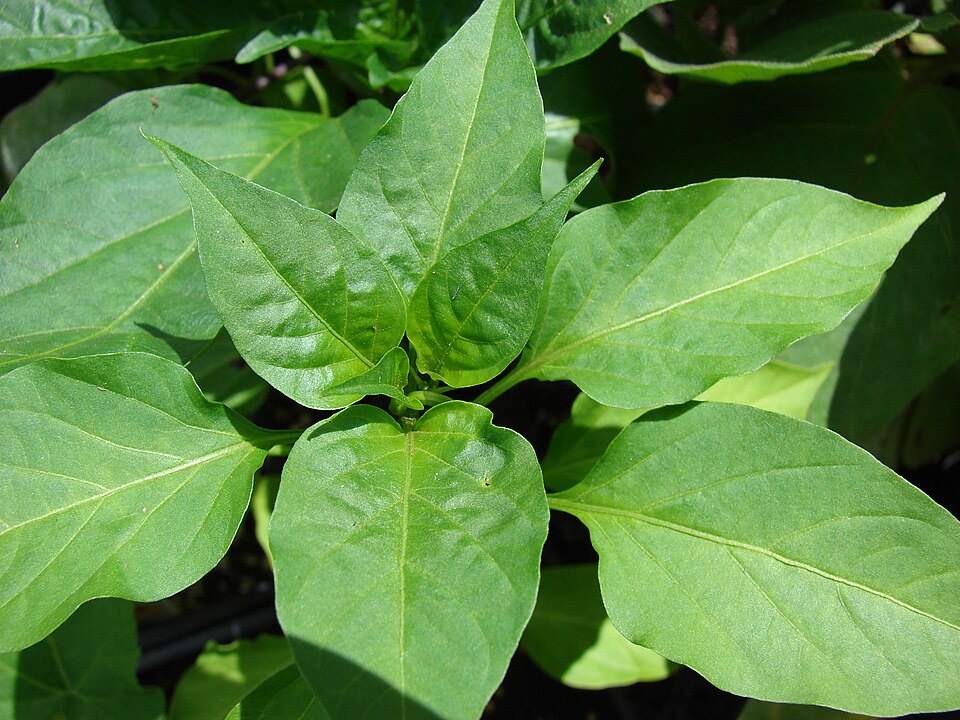 Paprika kalifornský zázrak