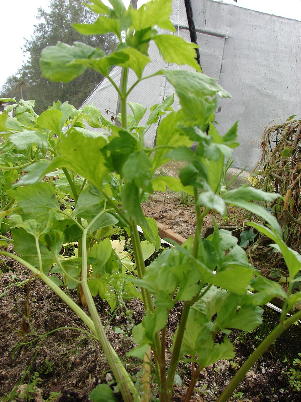 Celer řapíkatý stříbrný