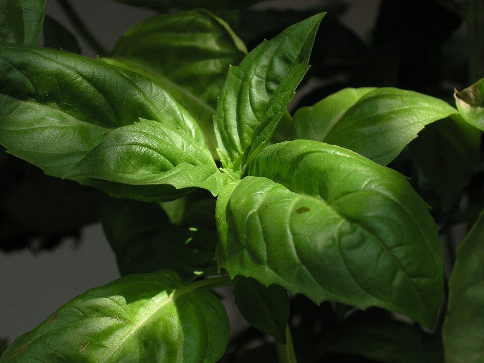 Bazalka Genovese