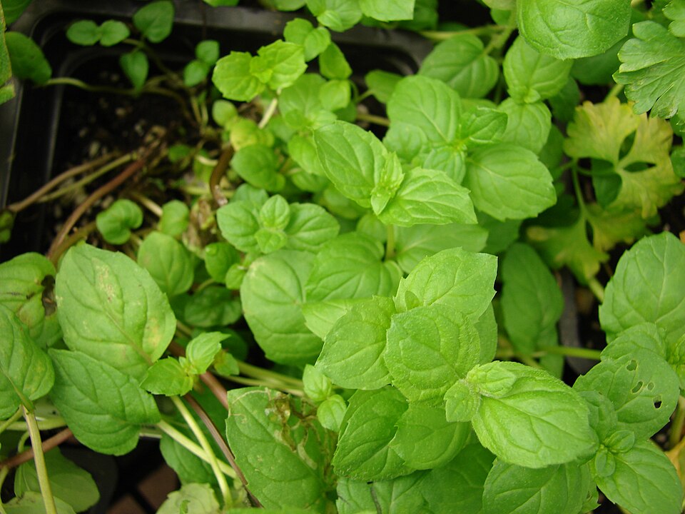 Máta marocká