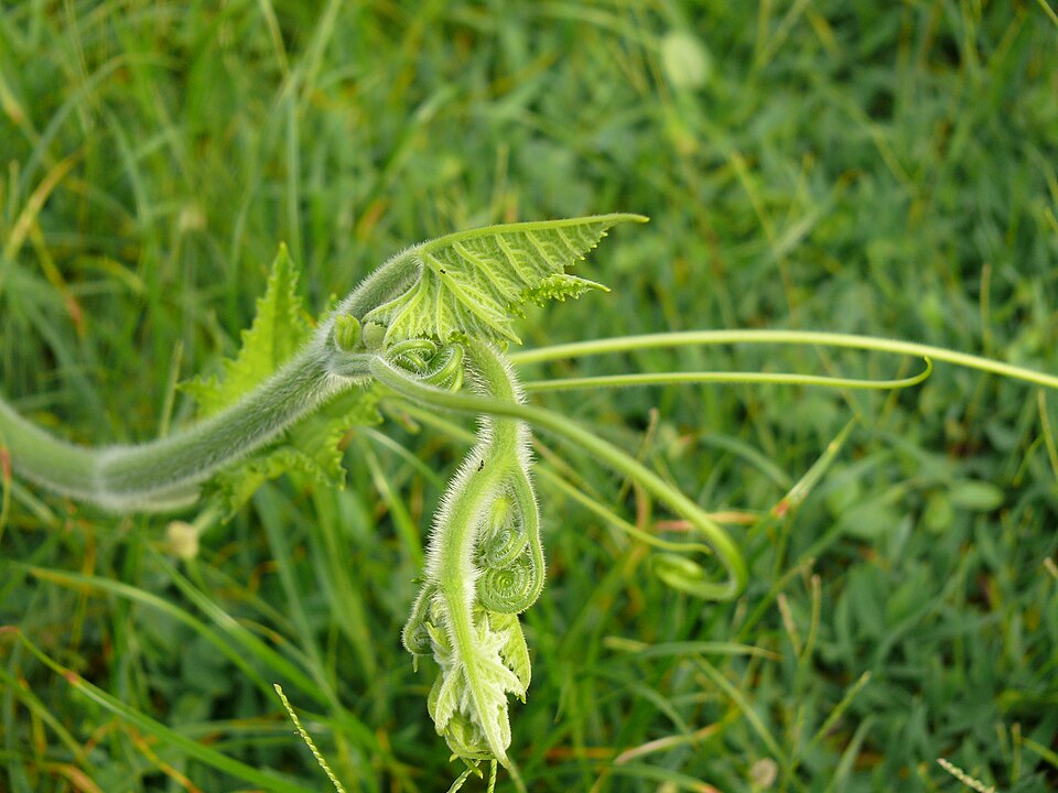 Cuketa kulatá