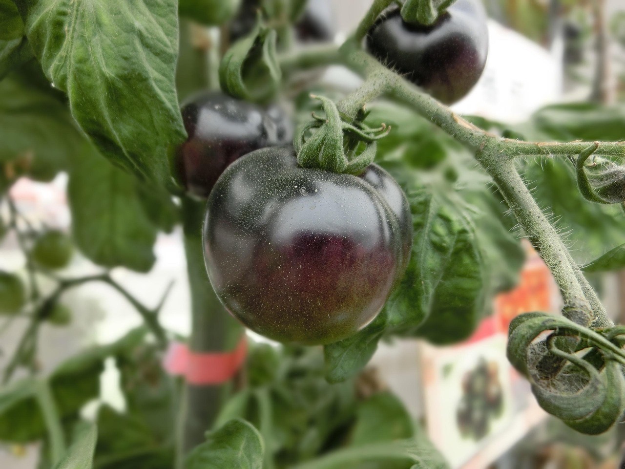 Rajče Black Krim