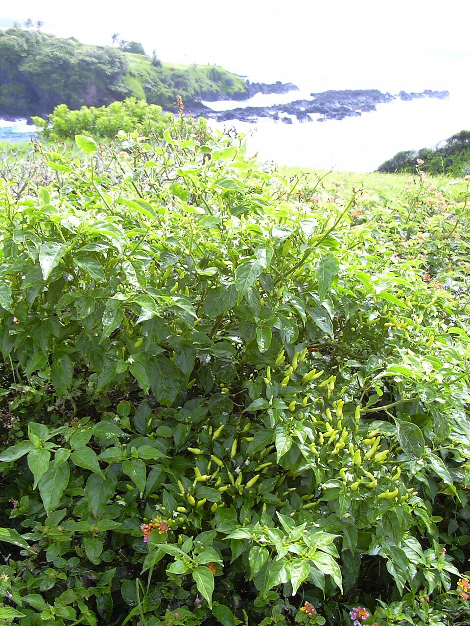 Paprika feferonka