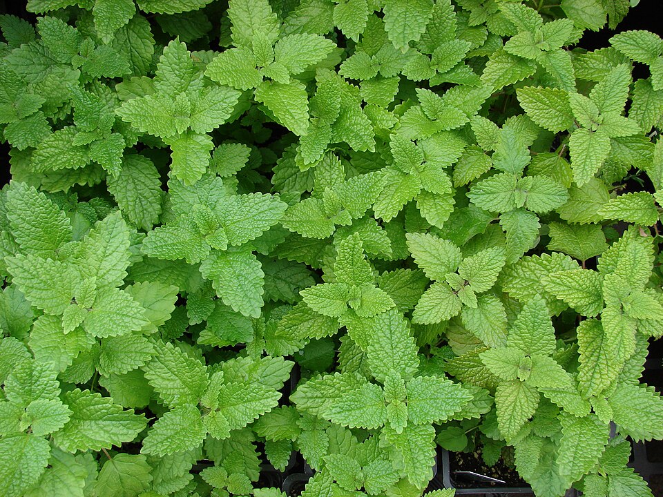 Meduňka citronová (odrůda variegata)