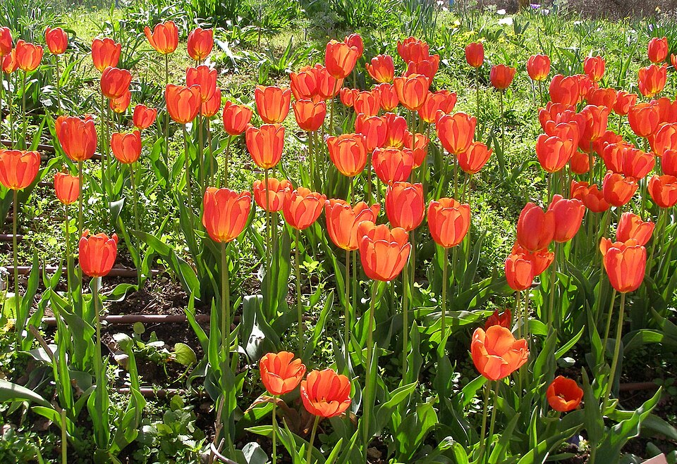 Tulipán zahradní
