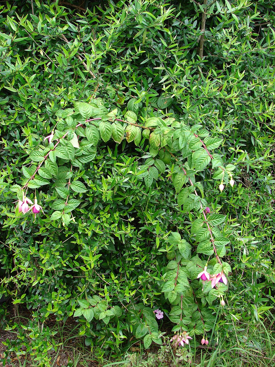 Fuchsie previsící