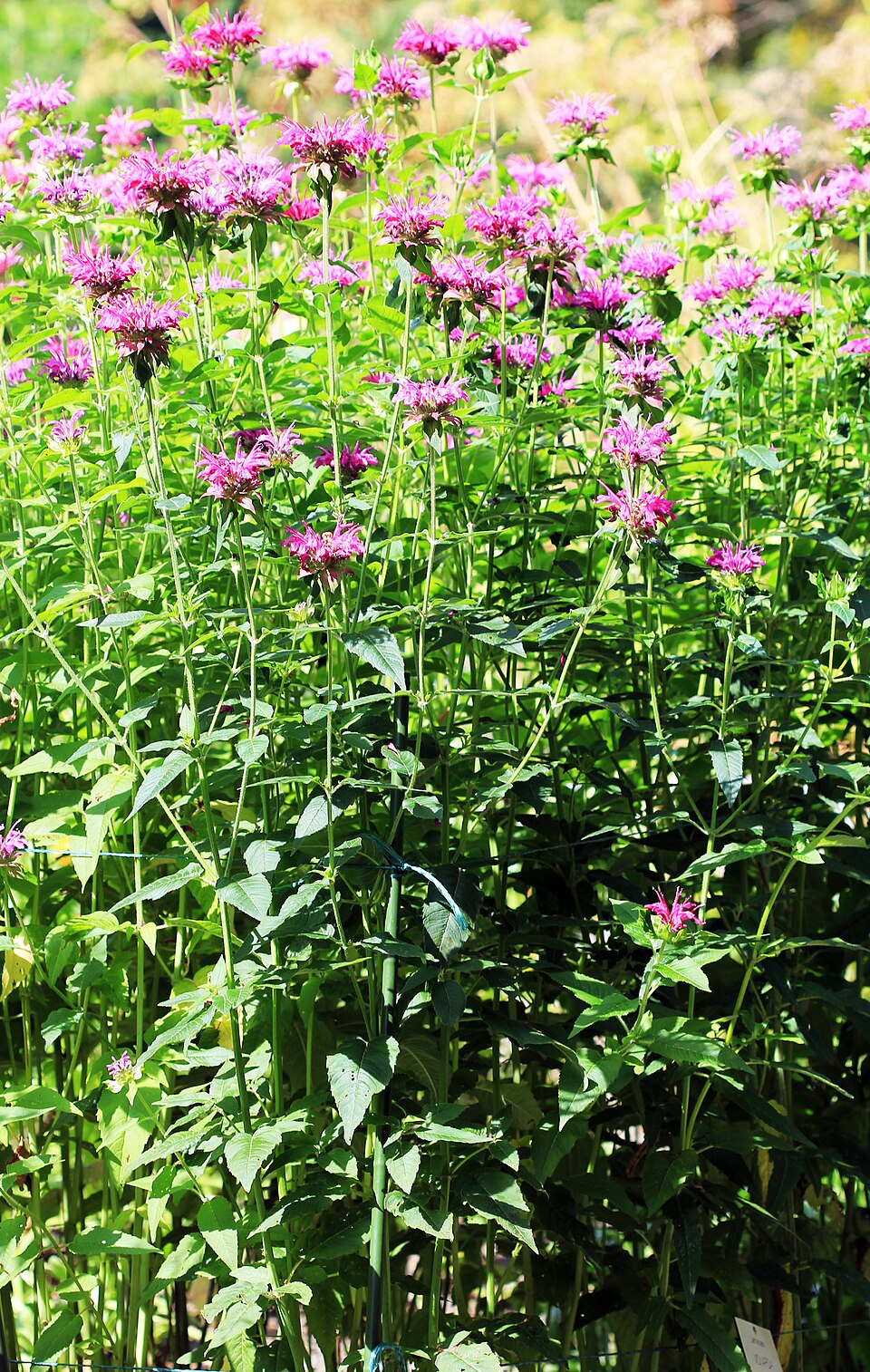 Marulka dvoutyčinkatá (bergamot)