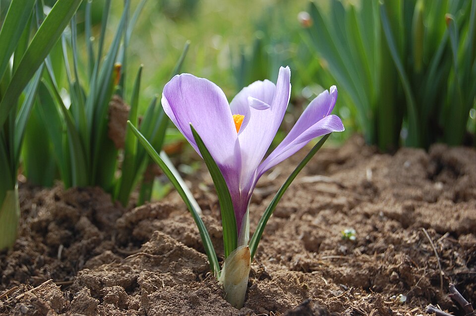 Krokus jarní