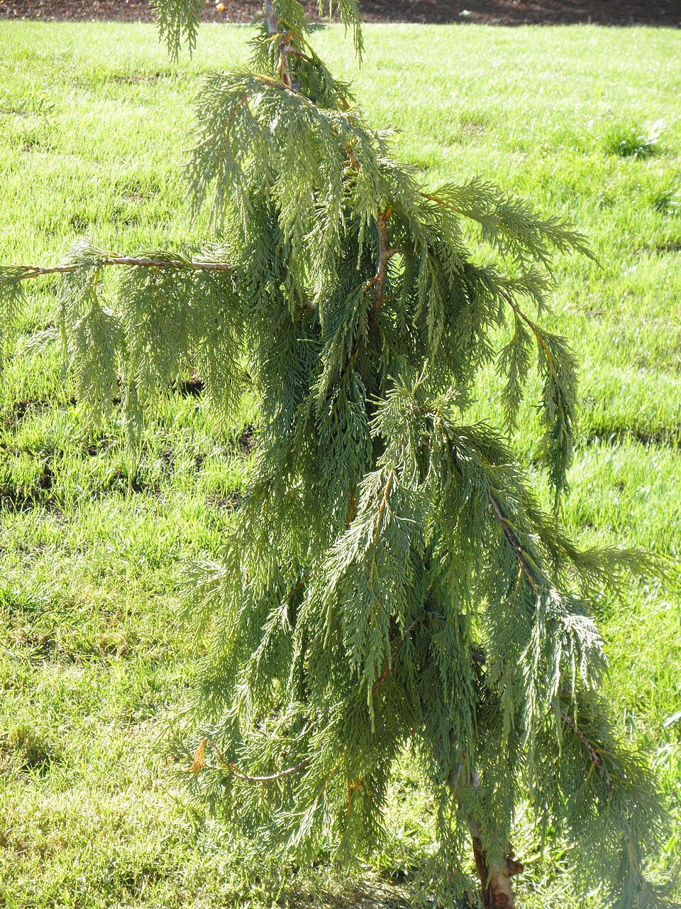 Cypřišek nutkajský Pendula