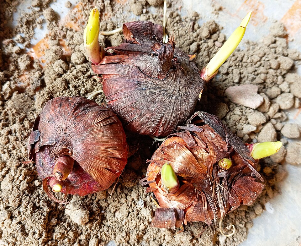 Gladiol (mečík)