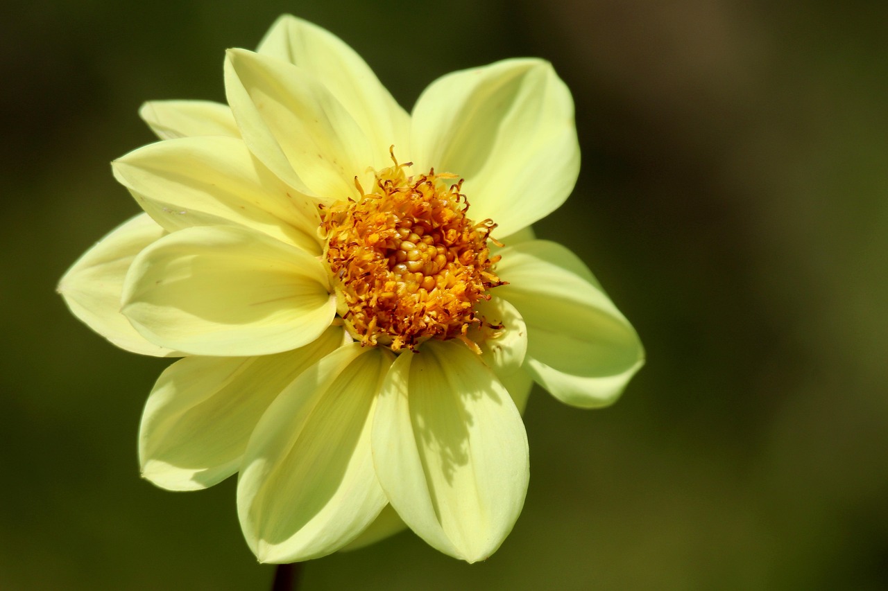 Jiřina (dahlie)
