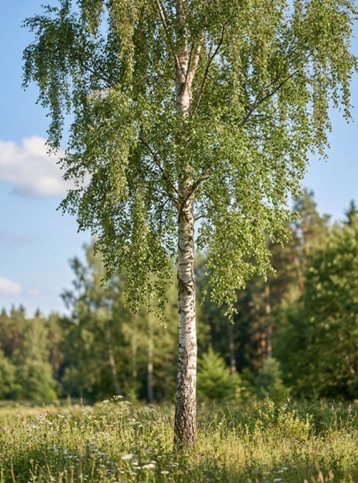 Bříza bělokorá