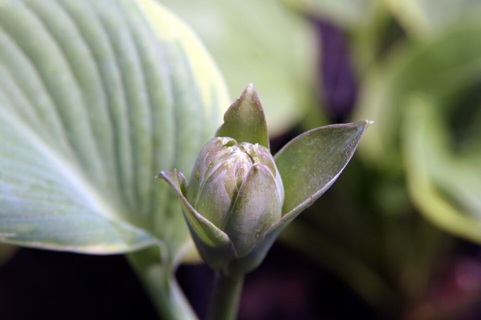 Hosta Frances Williams