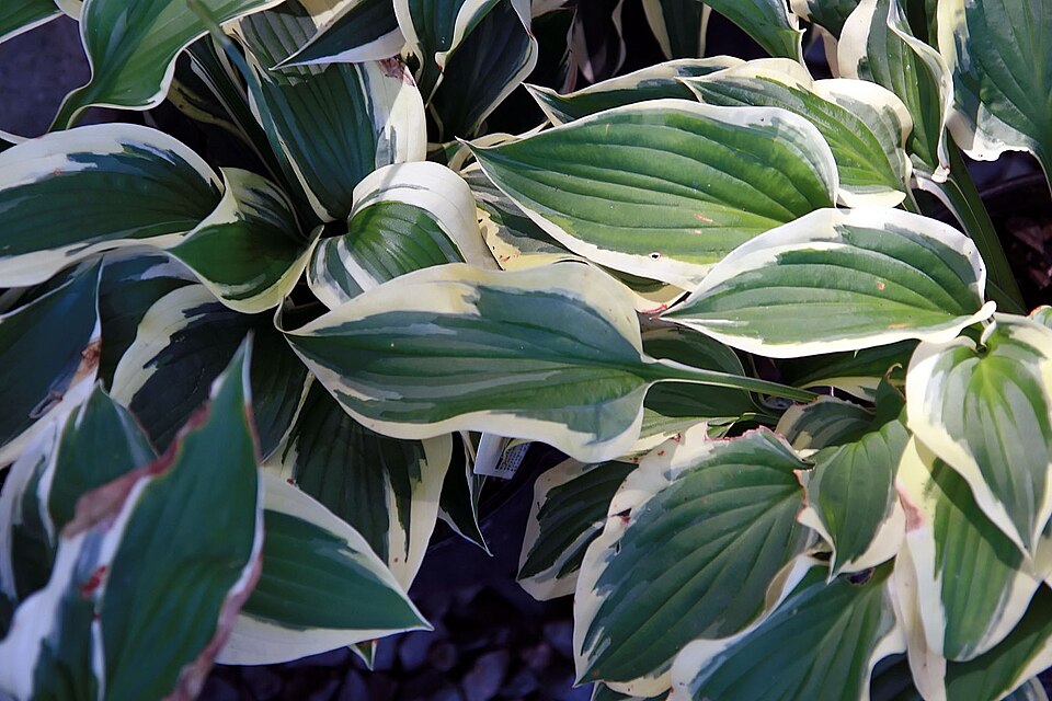 Hosta Patriot