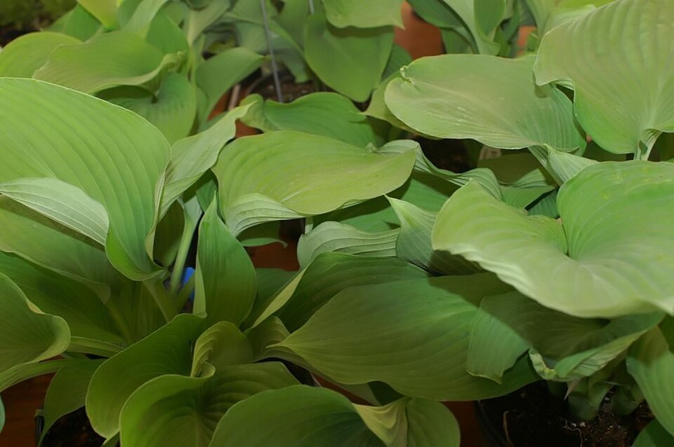 Hosta Blue Angel
