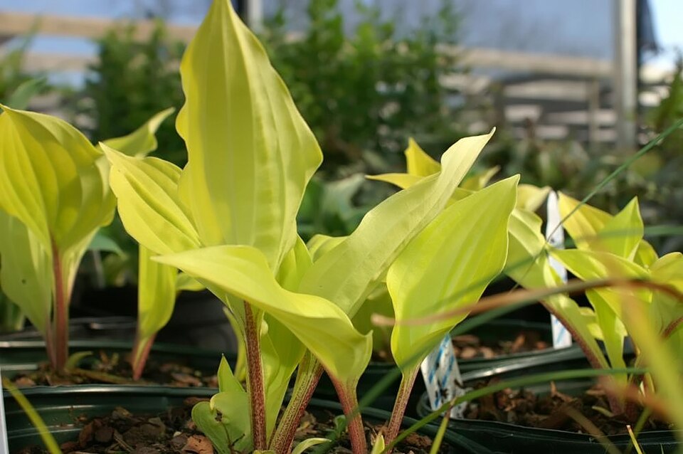 Hosta Fire Island