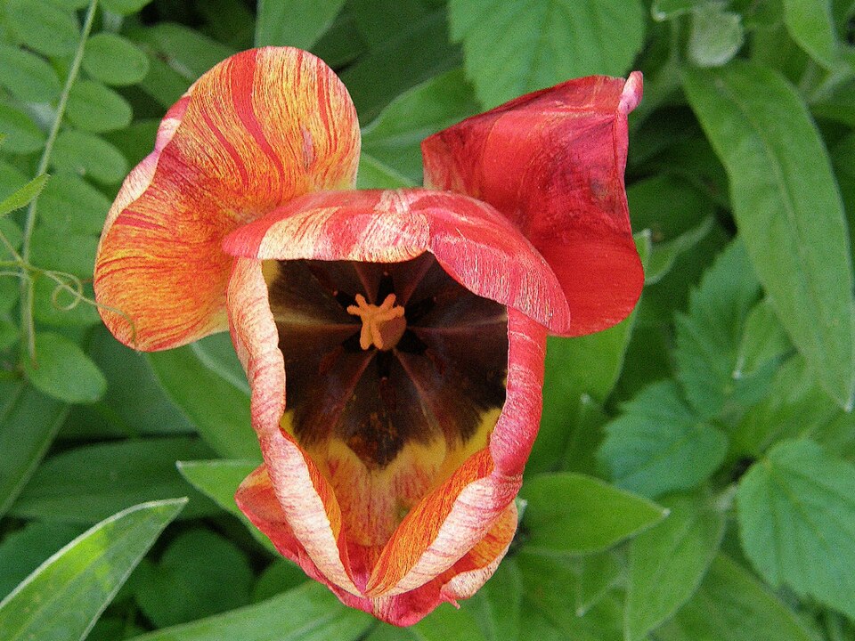 Tulipán Darwinův hybrid