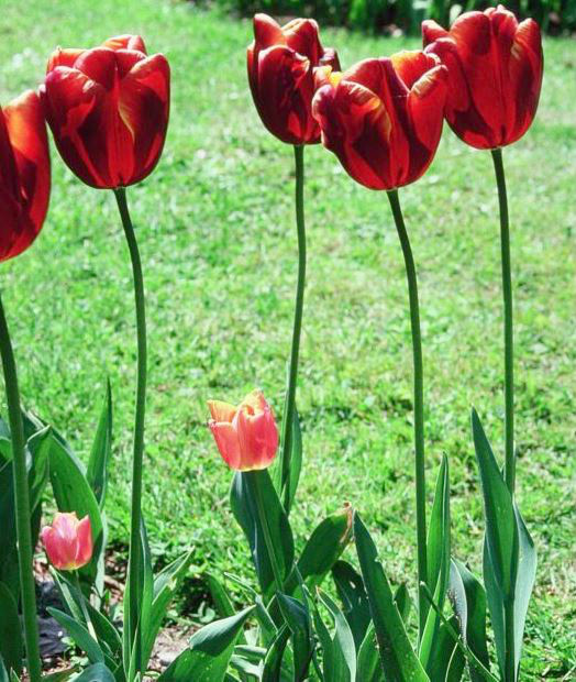 Tulipán Triumph