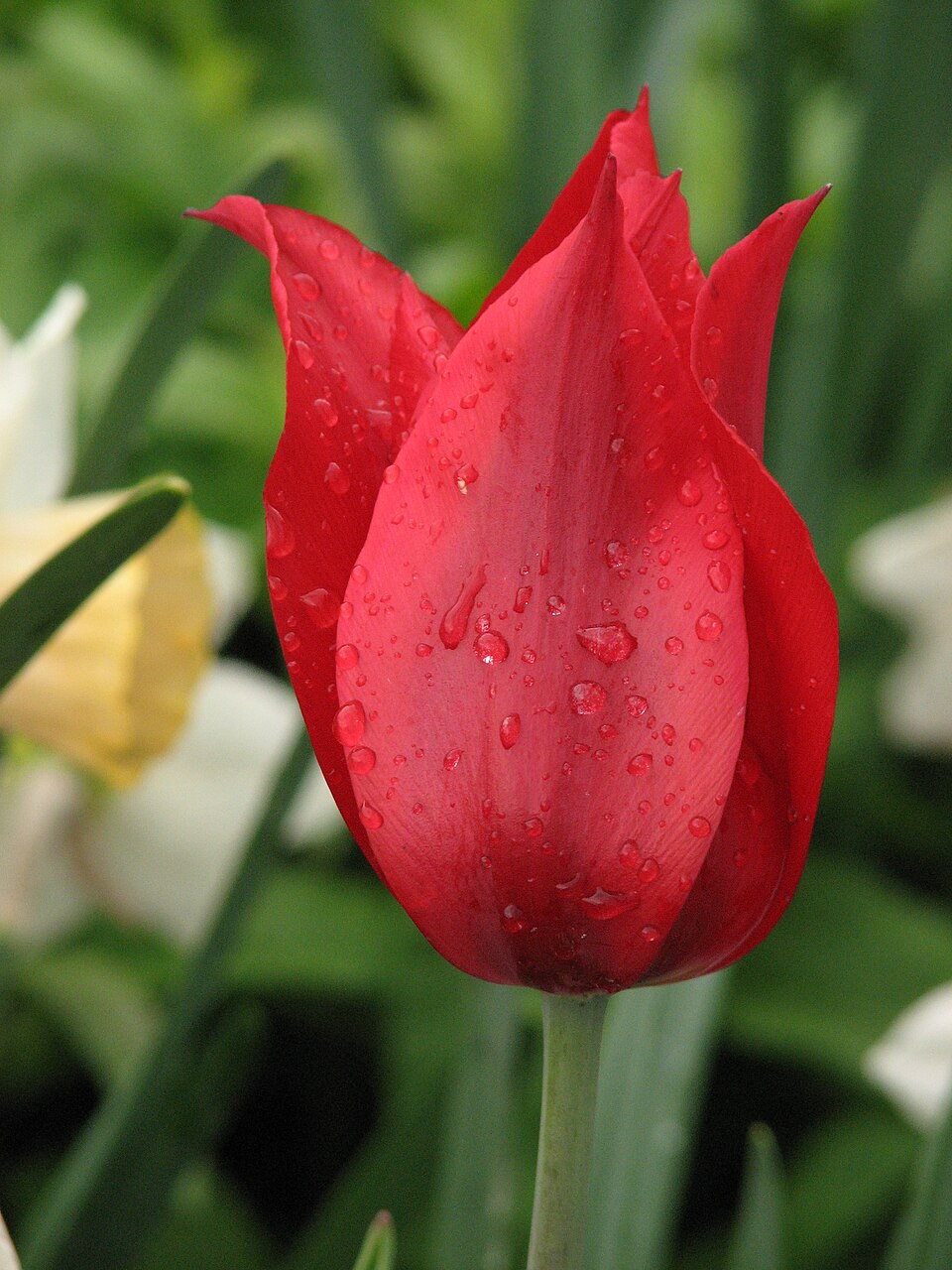 Tulipán liliokvětý
