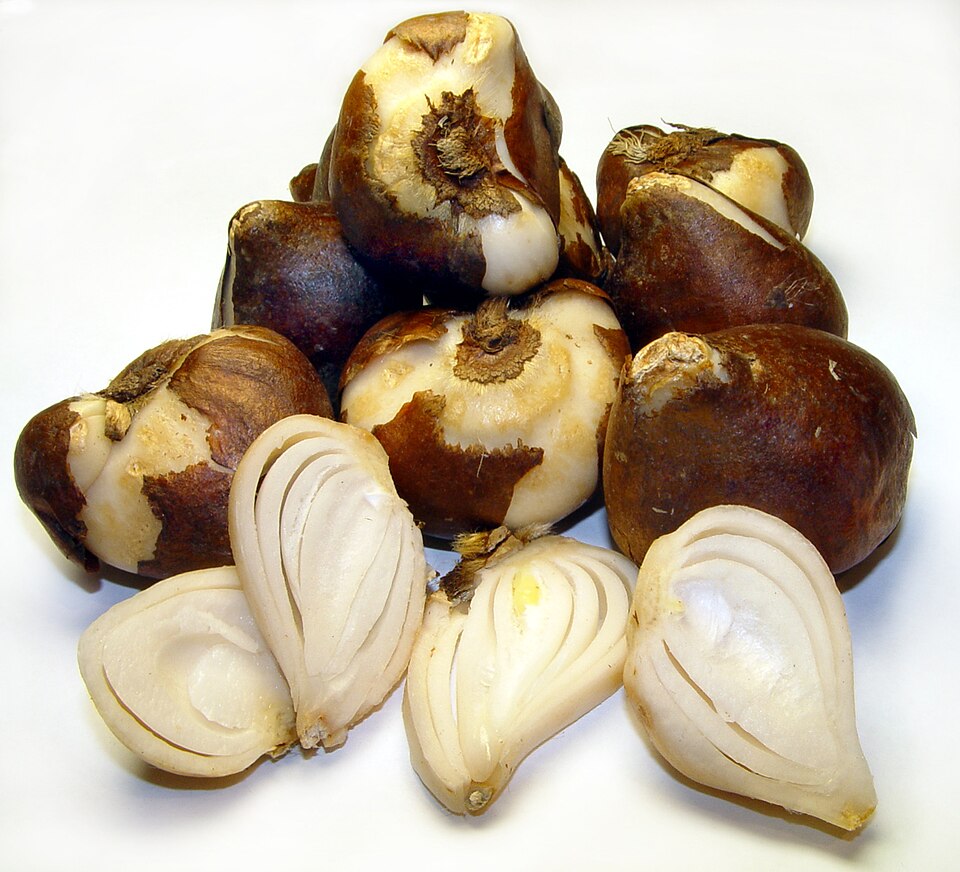Tulipán třásnitý