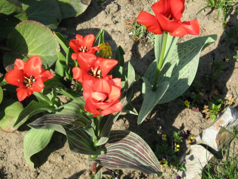 Tulipán Greigův
