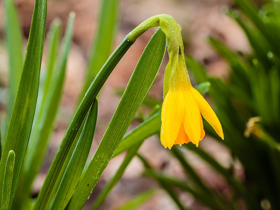 Narcis Tete-a-Tete