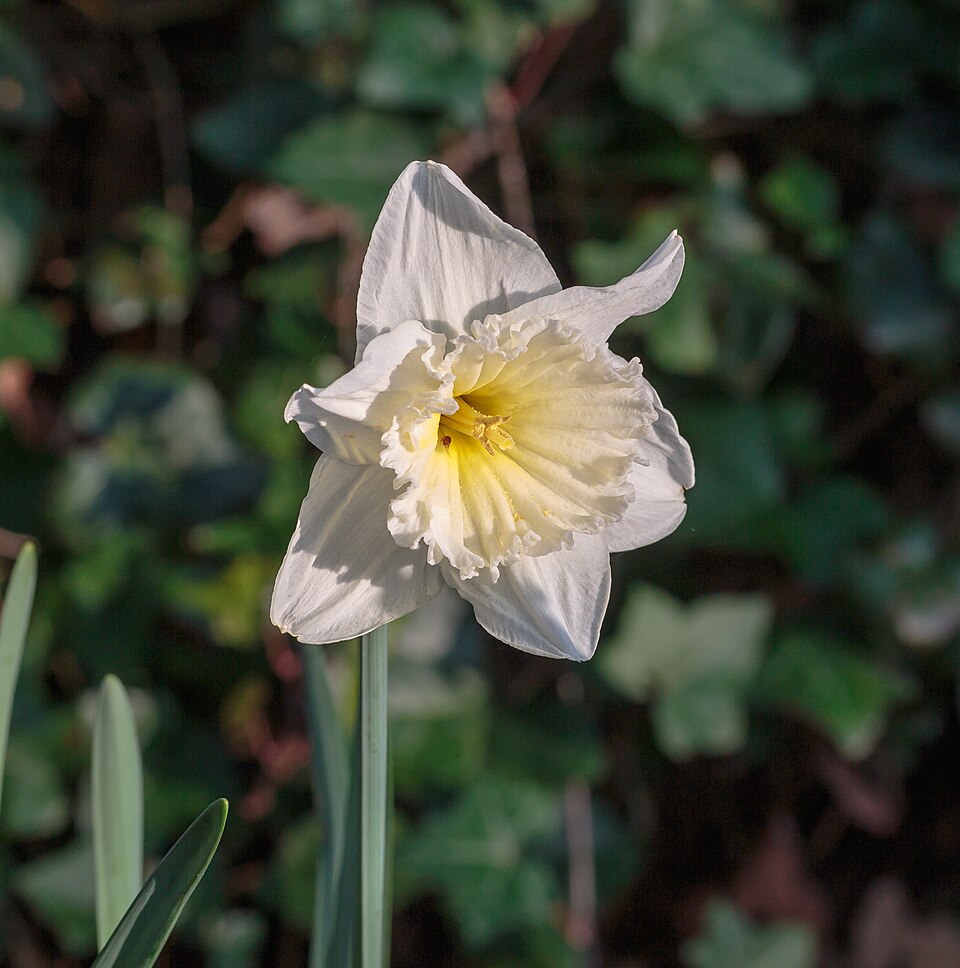 Narcis Ice Follies