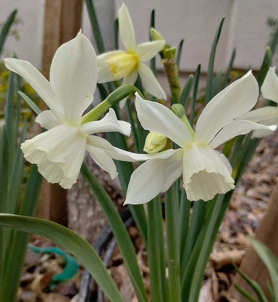 Narcis Thalia