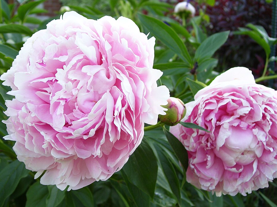 Pivoňka Sarah Bernhardt