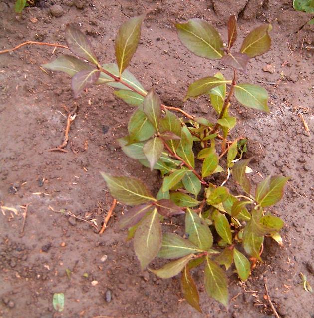 Weigela Red Prince
