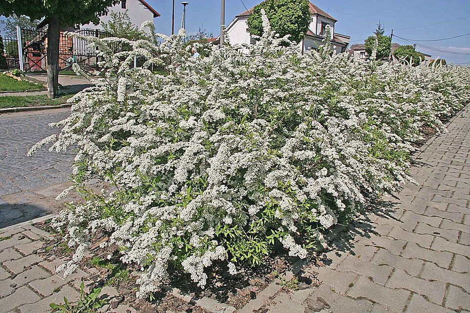 Tavolník šedý Grefsheim