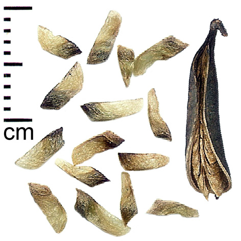 Plod — Katsura obecná