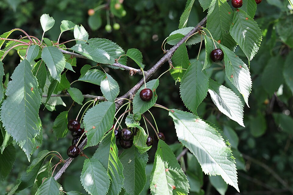 Plod — Třešeň Burlat