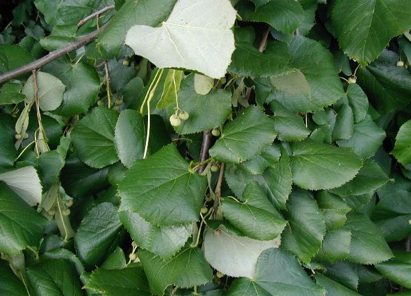 Plod — Lípa stříbrná