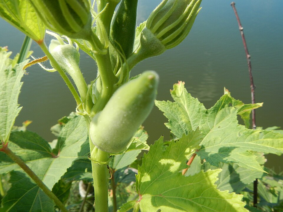 Plod — Oregano (dobromysl obecná)