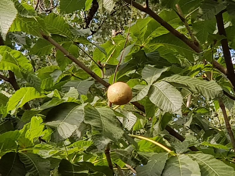 Plod — Jírovec červený