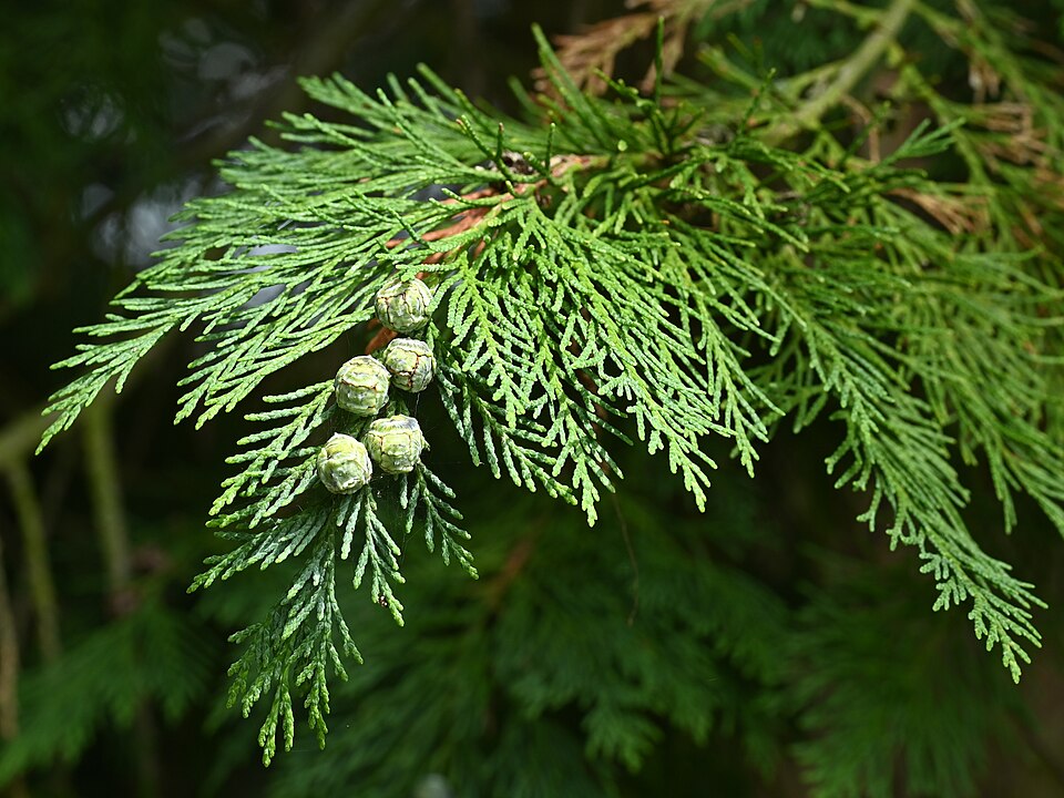 Plod — Cypřišek Lawsonův Columnaris