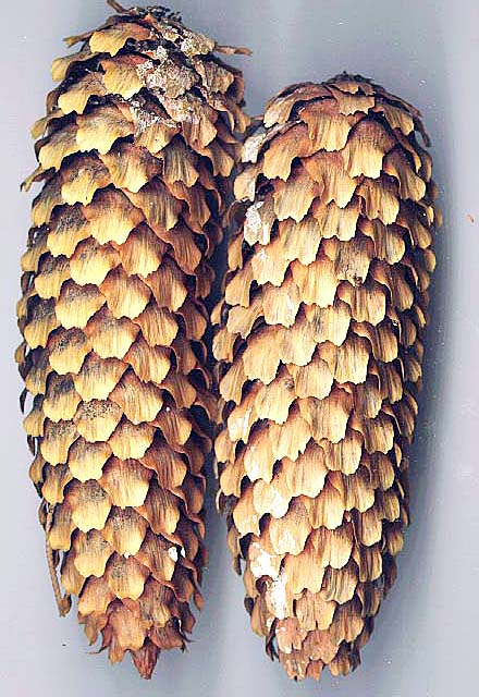 Plod — Smrk pichlavý Glauca Globosa