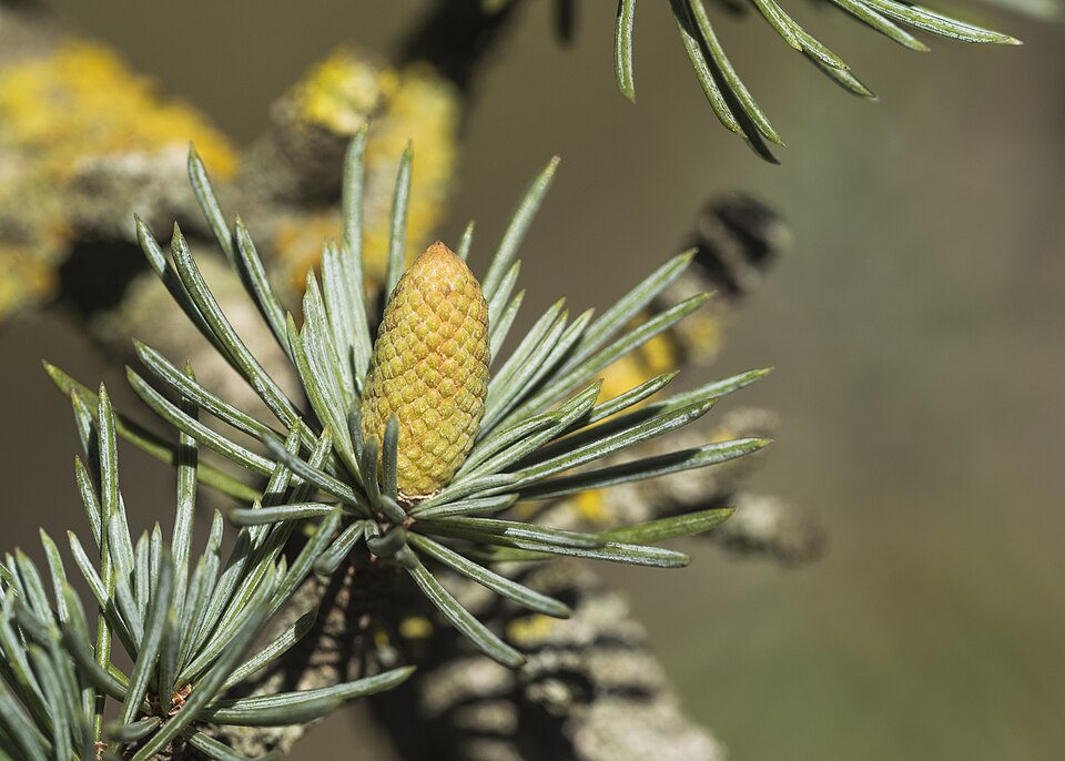 Plod — Cedr atlaský Glauca