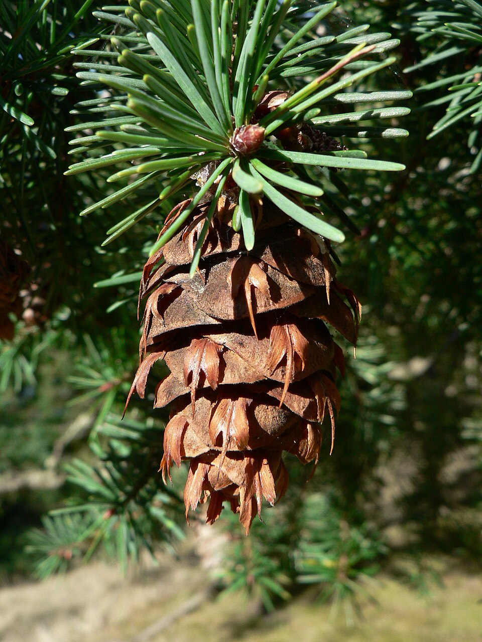 Plod — Douglaska tisolistá Glauca